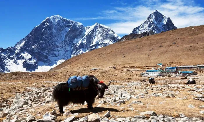 Nepal Circuit Trekking: 17-Day Manaslu Trek via Larke-La Pass